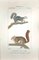 Pierre Jean François Turpin, Squirrels-Zoology-Plate 360, Etching, 1831 1