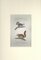 Pierre Jean François Turpin, Squirrels-Zoology-Plate 360, Etching, 1831 2