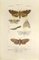 Pierre Jean François Turpin, Lepidoptera, Etching, 1831 1
