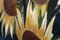 Laimdots Murnieks, Sunflowers, 1990, Oil on Cardboard 3