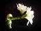 Cindi Emond, Flower with Curled Stem, Photograph, 2019 1