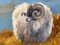 Artista británico, Tres ovejas en las Tierras Altas de Escocia, Pintura al óleo, Enmarcado, Imagen 8