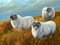 Artista británico, Tres ovejas en las Tierras Altas de Escocia, Pintura al óleo, Enmarcado, Imagen 2