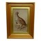 Frank Paton, Partridge Game Bird, Watercolour Painting 1