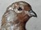 Frank Paton, Partridge Game Bird, Watercolour Painting 7