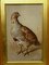 Frank Paton, Partridge Game Bird, Watercolour Painting 2
