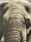 Anhänger von David Shepherd, Große britische Malerei Grey Bull Elephant About to Charge, Krüger Nationalpark, 1990er, Mixed Media, gerahmt 7