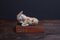 German Donkey Figurine from Hamelner Töpferei Keramik, 1960s, Image 1