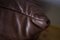 Set of Dark Brown Leather Togo Lounge Chair and Pouf by Michel Ducaroy for Ligne Roset, Image 8