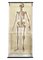 Chart with Large Skeleton of the Human Body from Köln Museum, 1952 1