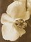 Ian Sanderson, Orchid 2, 2010, Impresión con pigmento de archivo, Imagen 2