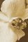Ian Sanderson, Orchid 2, 2010, Impresión con pigmento de archivo, Imagen 3