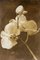 Ian Sanderson, Orchid 2, 2010, Impresión con pigmento de archivo, Imagen 5