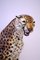 Mid-Century Gepard Skulptur aus Keramik von Giovanni Ronzan, Italien, 1960er 10