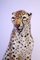 Mid-Century Gepard Skulptur aus Keramik von Giovanni Ronzan, Italien, 1960er 6