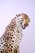 Mid-Century Gepard Skulptur aus Keramik von Giovanni Ronzan, Italien, 1960er 14