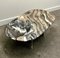 Vintage Oval Cipollino Ondulato Marble Coffee Table, Italy, 1970s 6