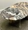 Vintage Oval Cipollino Ondulato Marble Coffee Table, Italy, 1970s 8