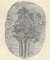 Giorgio Morandi, Flowers in a Striped Vase Inserted Into an Oval, 1932-1957, Lithograph 3