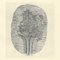 Giorgio Morandi, Flowers in a Striped Vase Inserted Into an Oval, 1932-1957, Lithograph 2