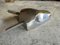 Aluminium Bull Head Metzgerei Schild 8