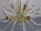 Large Italian Chandelier from Made Murano Glass, 1970s 13