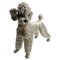 Caniche Keramos Austria antiguo de porcelana, años 30, Imagen 5