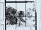David Hockney durch das Fenster Poster 5