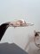 Cobra Table Lamp from Traso Milano, 1980s, Image 7