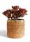 Hand-Woven Rattan and Brass Basket Planter, Italy, 1960s 9