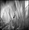 Paul Cooklin, Ladybird, Photograph 1