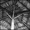 Paul Cooklin, Parasol, Photograph 1