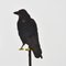 Vintage Bird Folk Art Fairground Shooting Target, 1950s, Image 3