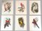 John Gould, Tropical Bird Plates, 1948, Prints, Set of 6, Image 1