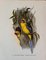 John Gould, Tropical Bird Plates, 1948, Prints, Set of 6, Image 6
