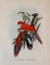 John Gould, Tropical Bird Plates, 1948, Prints, Set of 6, Image 5