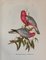 John Gould, Tropical Bird Plates, 1948, Prints, Set of 6, Image 3