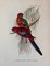 John Gould, Tropical Bird Plates, 1948, Prints, Set of 6, Image 7
