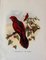 John Gould, Tropical Bird Plates, 1948, Prints, Set of 6, Image 2