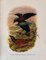 John Gould, Tropical Bird Plates, 1948, Prints, Set of 6, Image 4