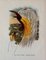 John Gould, Tropical Bird Plates, 1948, Prints, Set of 6, Image 5