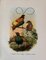 John Gould, Tropical Bird Plates, 1948, Prints, Set of 6, Image 6