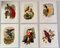 John Gould, Tropical Bird Plates, 1948, Prints, Set of 6, Image 1