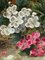 Oliver Clare, Blossom Flowers & Starling Nest, 19th Century, Oil Painting, Framed 8