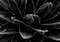 Ian Sanderson, Cactus, 1989, Archival Pigment Print 2
