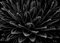 Ian Sanderson, Cactus, 1989, Archival Pigment Print 1