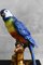 Ceramic Parrot from Ceramiche Boxer, Bassano Del Grappa, 1950s 5