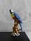 Ceramic Parrot from Ceramiche Boxer, Bassano Del Grappa, 1950s 2