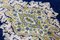 Middle Eastern Hand-Knotted Kirman Rug, Image 12