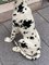 Deutsche Dogge aus Keramik, 1960er 2